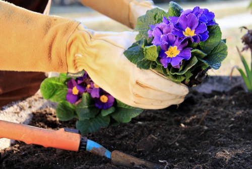 A person wearing beige gardening gloves is planting a vibrant purple and yellow primula in well-turned dark soil within a garden bed. The garden features a paved patio area visible in the background, alongside a neatly maintained lawn with dense, lush green grass. Surrounding the planting area are various garden elements, including a small shrub and other flowering plants, creating a colorful and inviting outdoor space typical of a residential garden in Yeading. The scene is captured under natural daylight, suggesting fair weather, and highlights the careful cultivation and maintenance practices involved in garden care. This image exemplifies gardening activities that a professional service like Garden Maintenance Yeading might undertake to help homeowners maintain healthy, attractive gardens with vibrant flower beds and well-kept lawns.